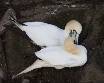 Gannets Courting