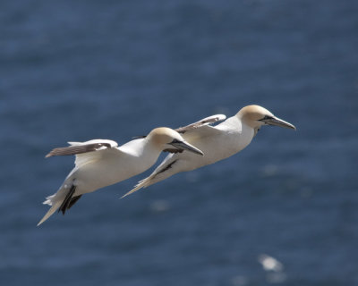 Gannets at Cape St. Mary