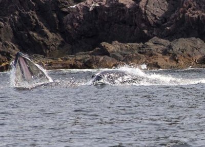 Humpbacks feeding on Capelin