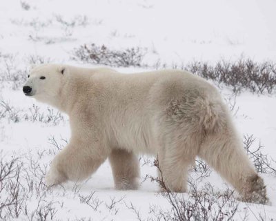 Polar Bear in the Willows
