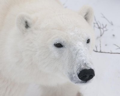  Polar Bears of Churchill