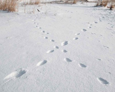 Polar Bears of Churchill