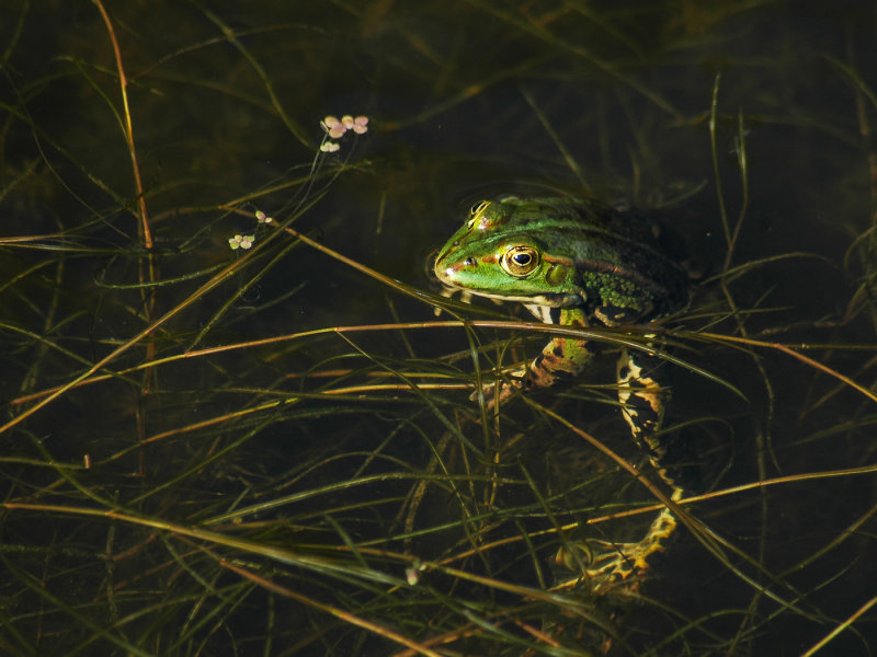 Frog - Roelofarendsveen, The Netherlands