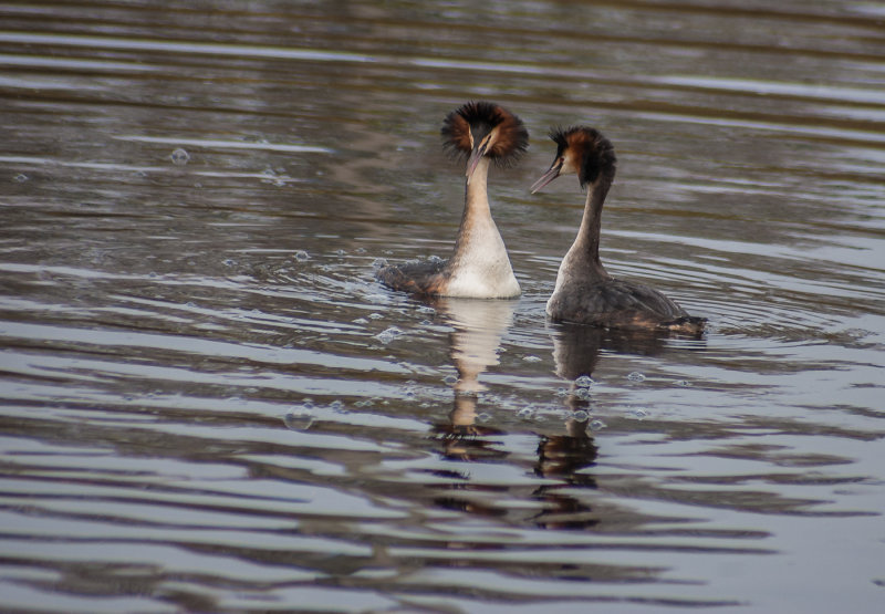 Mating grebes - Rijpwetering, The Netherlands