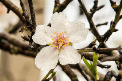 Almond Flower - St. Lucia
