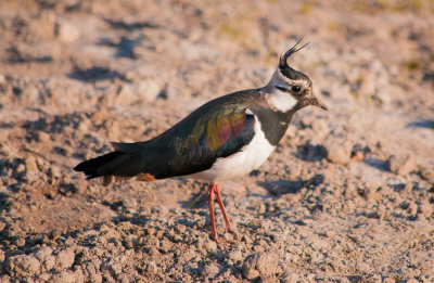 Kiebitz (Vanellus Vanellus) - Leiderdorp, Niederlande