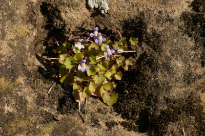 Undetermined Flower on Mt. Urgull