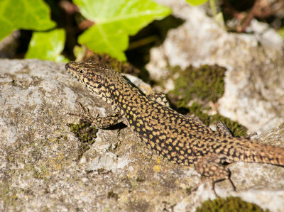 North-west Iberian Wall Lizard (Podarcis muralis sp.)