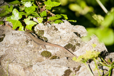 North-west Iberian Wall Lizard (Podarcis muralis sp.)