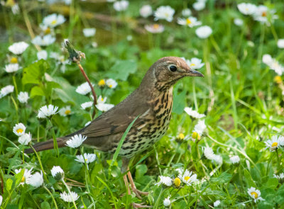A young thrush