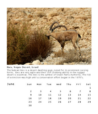 Ibex, Negev Desert, Israel