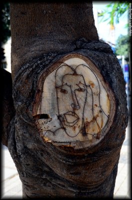 Art in a tree knot, Tel Aviv