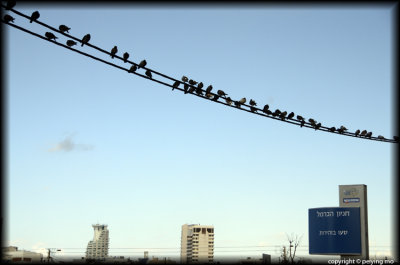 Birds in Tel Aviv