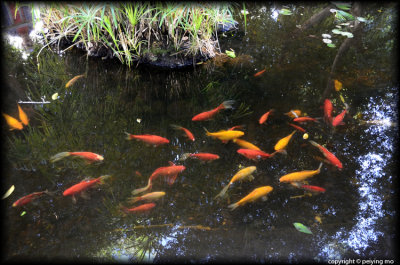 Pond in the island of Rothschild Street