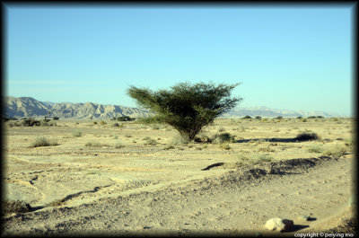 Lone tree in the Negev