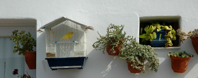 Canary - Es Grau