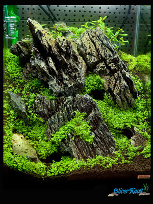 60 liter Cube - The Hobbit Theme Tank by Oliver Knott - NEW