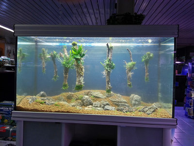 Live Aquascaping 29-12-2012 (Koelle-Zoo Karlsruhe)