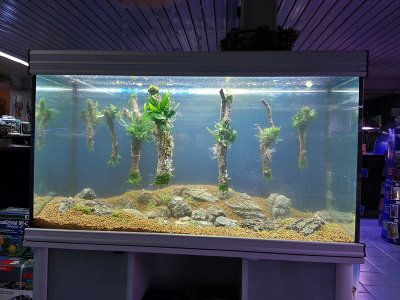 Live Aquascaping 29-12-2012 (Koelle-Zoo Karlsruhe)