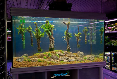 Live Aquascaping 29-12-2012 (Koelle-Zoo Karlsruhe)