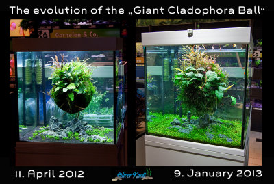 Giant Cladophora Ball by Oliver Knott