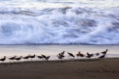 birds and surf Pacifica.jpg