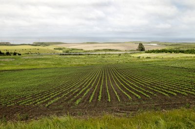 Pea Field Above Hwy 1 .jpg