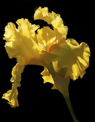 yellow Iris dancing .jpg