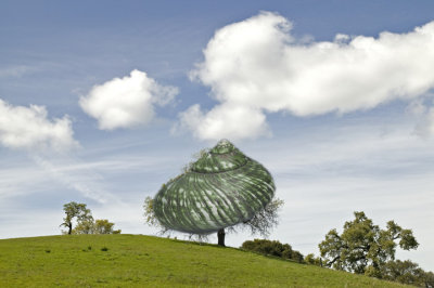 green shell tree.jpg