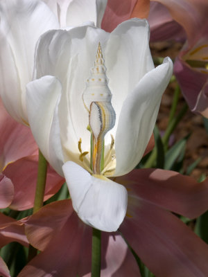 Tulip with shell.jpg