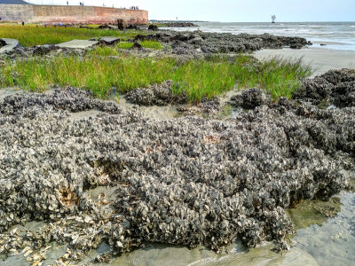 beach, fort sumter
