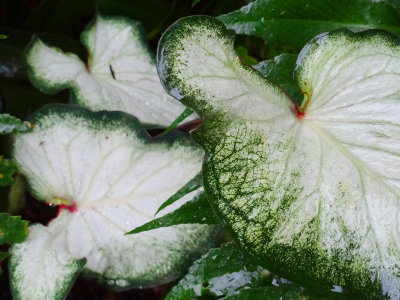 magnolia plantation and gardens