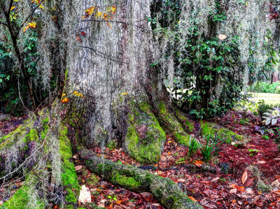 magnolia plantation and gardens
