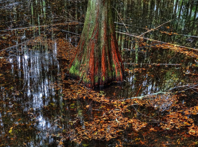 magnolia plantation and gardens