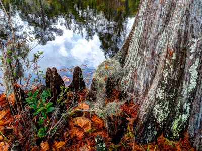 magnolia plantation and gardens