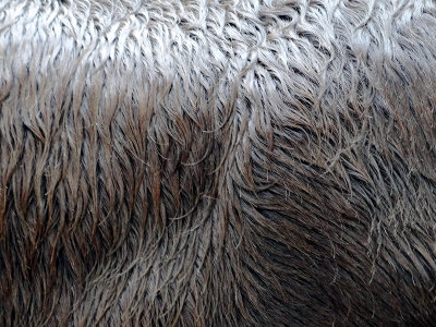 donkey fur