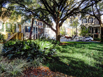 savannah