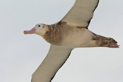 Snowy albatross