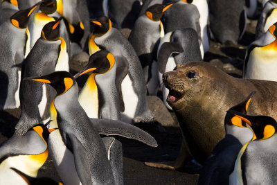King Penguins in landscape
