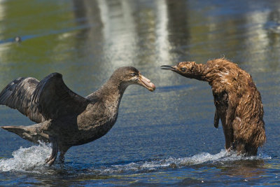 Giant Petrels