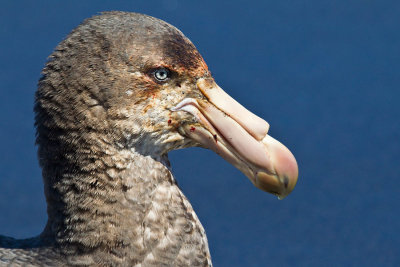 Giant Petrel