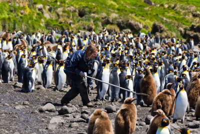 King Penguin Crozet Research project