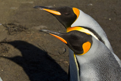 OGP_20121201_0437.jpg