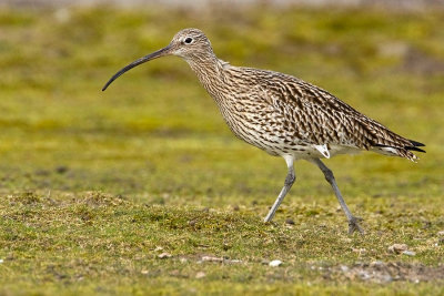 Eurasian Curlew