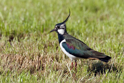 Northern Lapwing