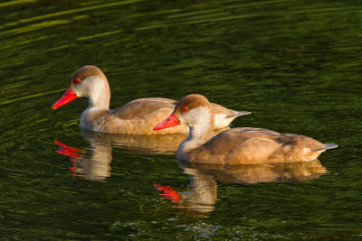 Red-crested Pochard