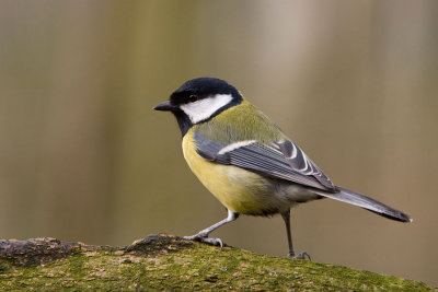 Great Tit