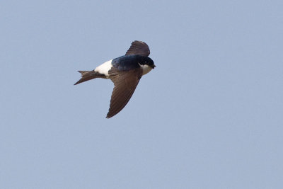 House Martin