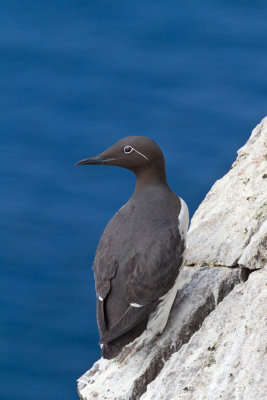 Common Guillemot