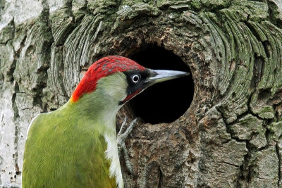 Green Woodpecker